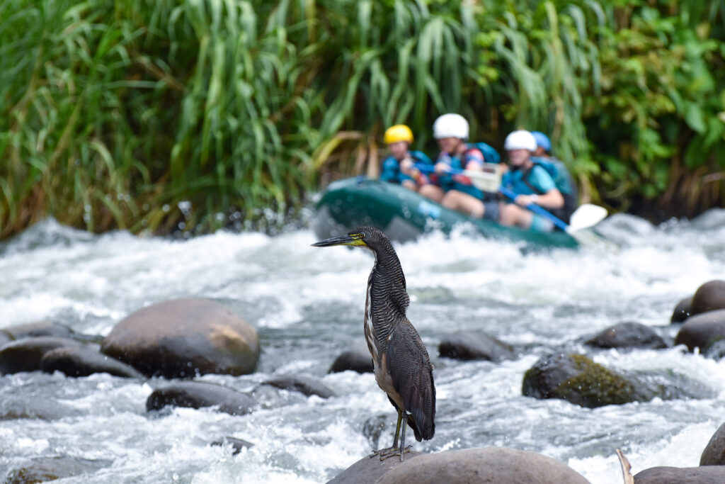 Garza-Tigre-y-Balsa-DSC_0205-copia